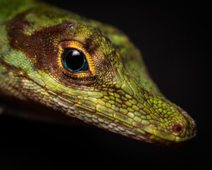 Anolis fasciatus - Lizard