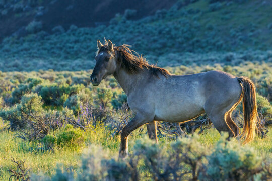 Wild mustang stallion taking a closer look