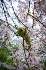 A vibrant green parakeet with a red beak sits on a branch of a cherry blossom tree in full bloom, surrounded by soft light in a London park.