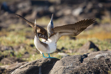 Blue-footed booby spreading the wings. Galapagos Islands, Ecuador.