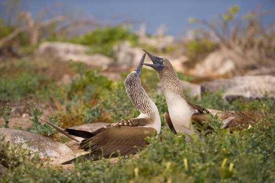 Red-footed booby dancing while courting. Galapagos Islands, Ecuador.