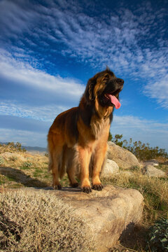 Leonberger on duty