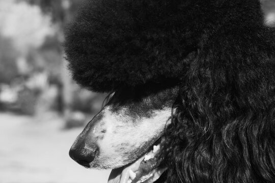 Parti poodle