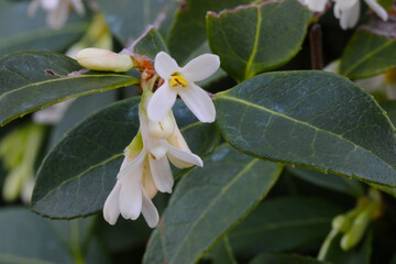 White Petal Sweet Olive Blossom 04