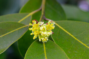 California Bay Laurel 02