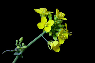 Field Mustard Blossom Flowers 03