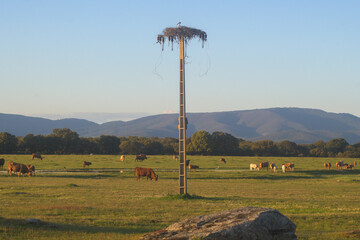 Stork in nest on old electricity pole with cattle grazing in the field
