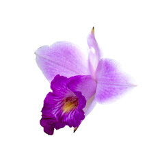 Beautiful Purple Orchid Blossom