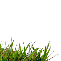 Close-Up of Green Grass in Natural Setting