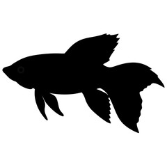 betta fish isolated on white background