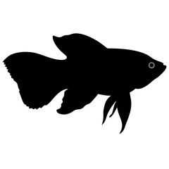 betta fish isolated on white background