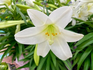 White lily flower.