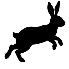 rabbit running isolated on white background