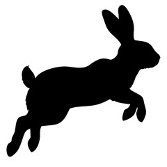 rabbit running isolated on white background