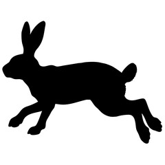 rabbit running isolated on white background