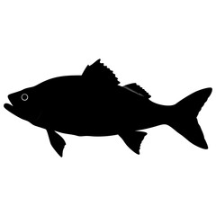 seabass fish isolated on white background