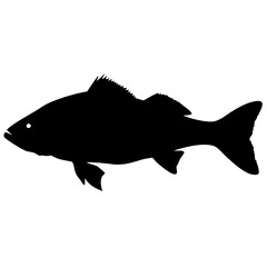 seabass fish isolated on white background