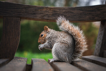 A gray squirrel sits on a wooden bench in a park, holding food in its paws. The blurred green background highlights the natural surroundings in London.