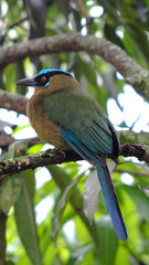 pájaros exóticos y coloridos, únicos y diferentes 