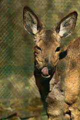 portrait of a deer