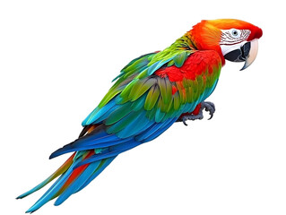 Naklejka premium Isolated Colorful Parrot Illustration With Vibrant Feathers Against Black Background