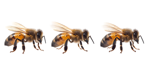 Isolated Photo of Three Bees with Transparent Background