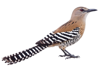 Isolated Portrait Of Brown Bird With Striped Feathers On Transparent Background