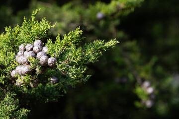 Close up of Monterey Cypress cones, seemingly like woody berries, against background of bokeh copy space