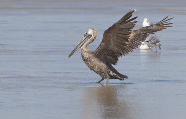 Brown Pelican, wings raised for balance, strides in low tide shallows at Oceano Dunes in California, United States
