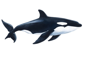 Fototapeta premium Realistic Orca Illustration Swimming in Ocean with Black and White Body