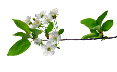 Set for spring design - cherry branches with foliage. Isolated. Blooming cherry. Close-up . Nature wakes up.