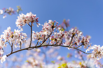 都心散歩　桜散り青葉萌える頃　浜離宮あたり