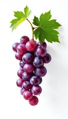 Fototapeta premium Small branch of grape vine on white background, garden, nature, photography