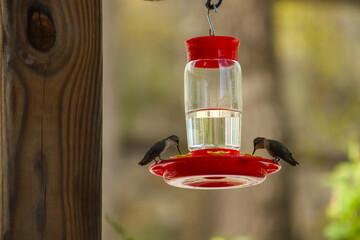 Two hummingbirds sharing a feeder