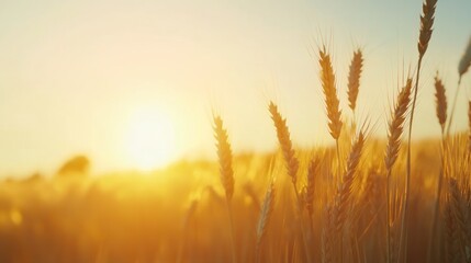 Golden Wheat Field Sunset