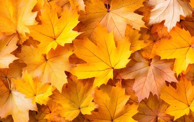 Fototapeta premium Autumn Maple Leaves Background Golden Fall Foliage
