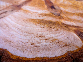 Set of close up wood posters in grunge style. Cross-sections of a tree. Ring pattern, layers of growth. Background design for cover, menu, invitation, postcard.