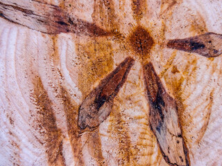 Set of close up wood posters in grunge style. Cross-sections of a tree. Ring pattern, layers of...