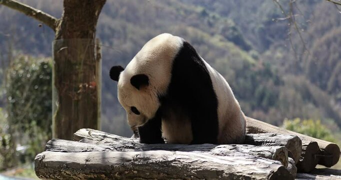Giant panda sleeping in park