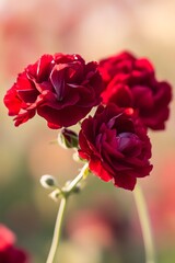 Stunning Red Geranium Flowers Closeup Photography