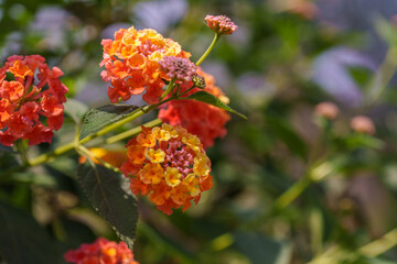 Close-up photo of a red lantana flower in bloom