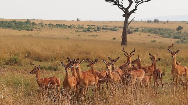 Impala herd standing still in the African savanna