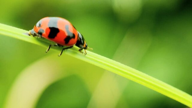 Ladybug or Coelophora inaqualis walking on grass leaves. macro photography