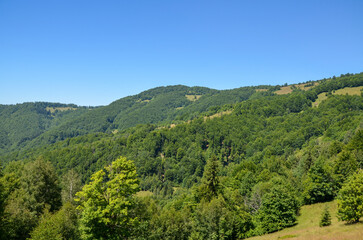 Obraz premium Majestic green hills covered with dense forest under a sunny clear sky, invoking peace and serenity in the countryside. Carpathian Mountains, Ukraine 