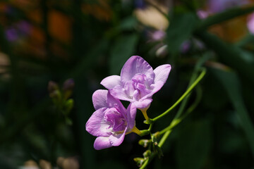 Close-up photo of purple freesia flowers in bloom