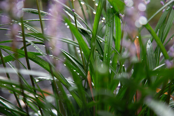 close-up of a fresh azaleas in rain with raindrops on the leaves with a blurred purple background, spring rain