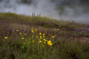 close up of meadow yellow buttercups in a field with hot spring steam in the background; Iceland