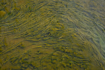 close-up of green algae in water near a hot spring in Iceland