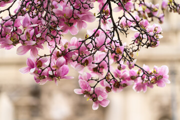 Magnolia soulangeana, also known as Saucer or Chinese Magnolia. Vibrant pink flowers blossoms on tree branches in full bloom. Magnolia 'Heaven Scent' is Magnolia cultivar with pink flowers