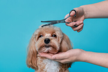 Woman cutting dog's hair with scissors on light blue background, closeup. Pet grooming